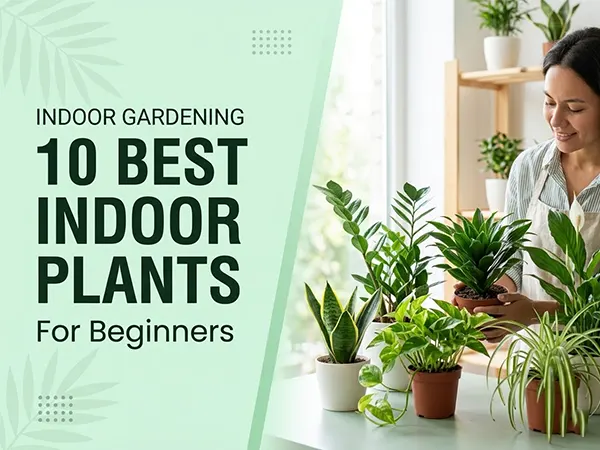 Indoor Plants for beginner